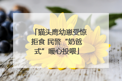 猫头鹰幼崽受惊拒食 民警“奶爸式”暖心投喂