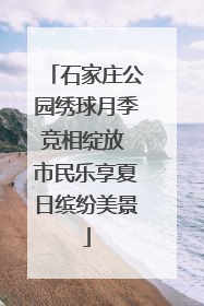 石家庄公园绣球月季竞相绽放 市民乐享夏日缤纷美景