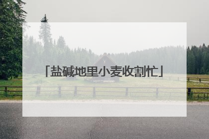 盐碱地里小麦收割忙