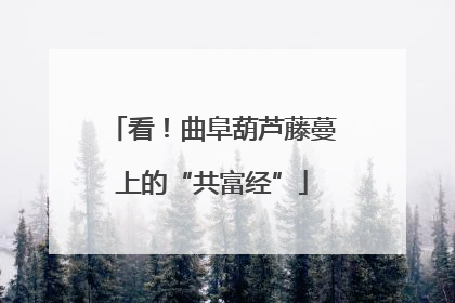 看！曲阜葫芦藤蔓上的“共富经”