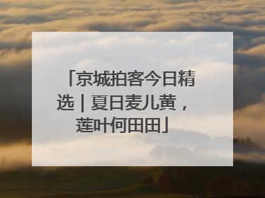 京城拍客今日精选｜夏日麦儿黄，莲叶何田田