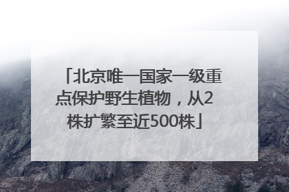北京唯一国家一级重点保护野生植物，从2株扩繁至近500株