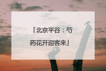 北京平谷：芍药花开迎客来