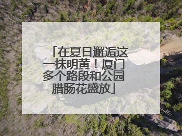 在夏日邂逅这一抹明黄！厦门多个路段和公园腊肠花盛放