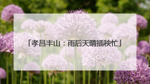 孝昌丰山：雨后天晴插秧忙