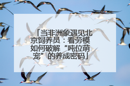 当非洲象遇见北京饲养员：看劳模如何破解“吨位萌宠”的养成密码