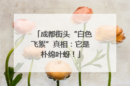 成都街头“白色飞絮”真相：它是朴绵叶蚜！