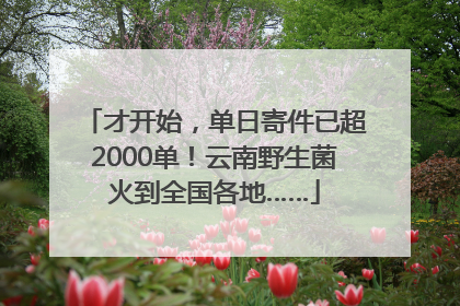 才开始，单日寄件已超2000单！云南野生菌火到全国各地……