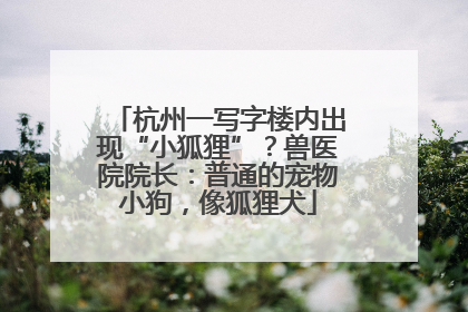 杭州一写字楼内出现“小狐狸”？兽医院院长：普通的宠物小狗，像狐狸犬