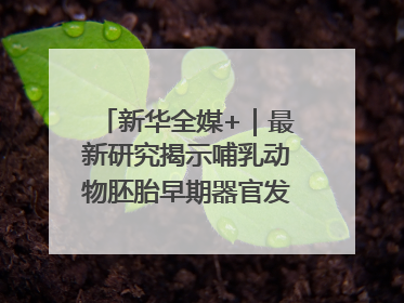新华全媒+｜最新研究揭示哺乳动物胚胎早期器官发育“密码”