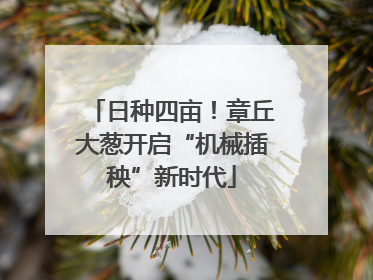 日种四亩！章丘大葱开启“机械插秧”新时代
