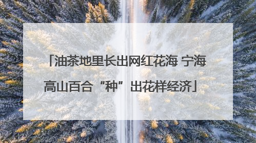 油茶地里长出网红花海 宁海高山百合“种”出花样经济