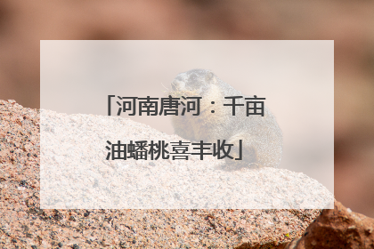 河南唐河：千亩油蟠桃喜丰收