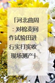 河北曲周：对棉麦间作试验田进行实打实收现场测产