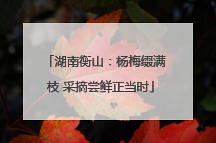 湖南衡山：杨梅缀满枝 采摘尝鲜正当时