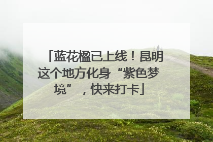 蓝花楹已上线！昆明这个地方化身“紫色梦境”，快来打卡