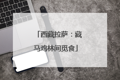 西藏拉萨：藏马鸡林间觅食