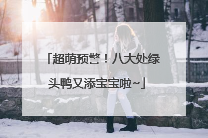 超萌预警！八大处绿头鸭又添宝宝啦~